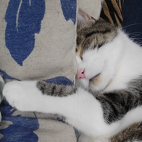 Meet your Posher, Erika - Picture 1 of 1